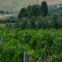 Vigneti del Chianti in Toscana Vigneti del Chianti in Toscana